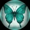 teal_butterfly